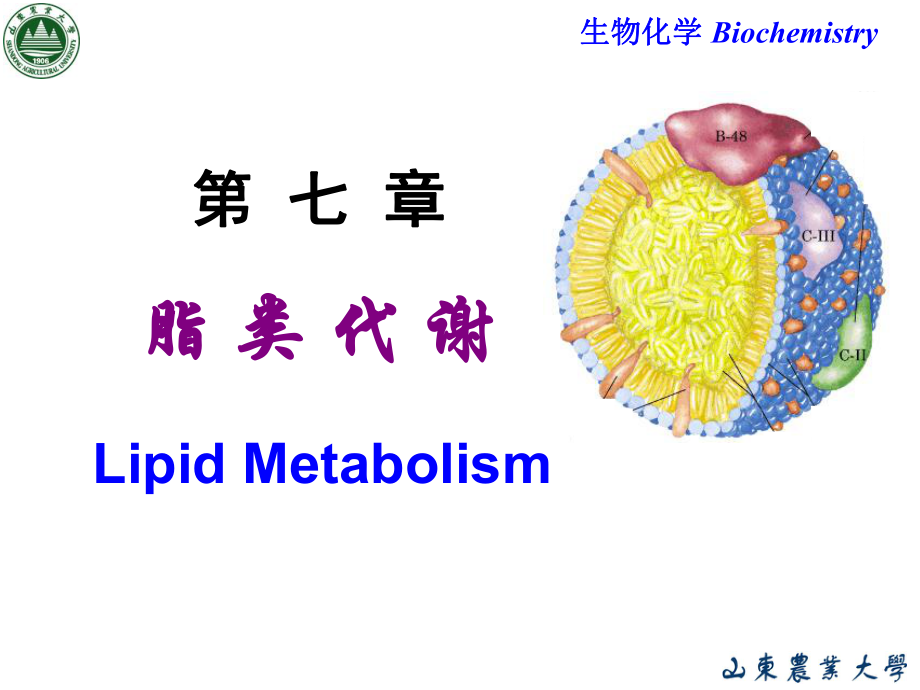 生物化學(xué)：Chapter 7 脂類代謝_第1頁