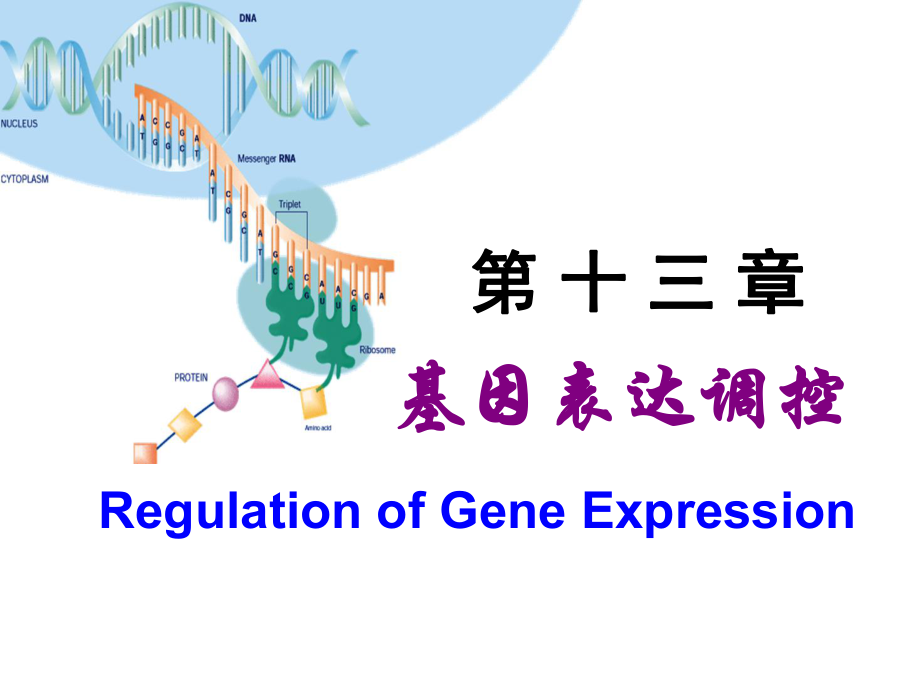 生物化學(xué)：Chapter 13 基因表達(dá)調(diào)控_第1頁