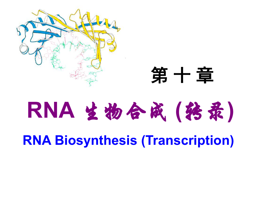 生物化學(xué)：第十章 RNA轉(zhuǎn)錄_第1頁(yè)