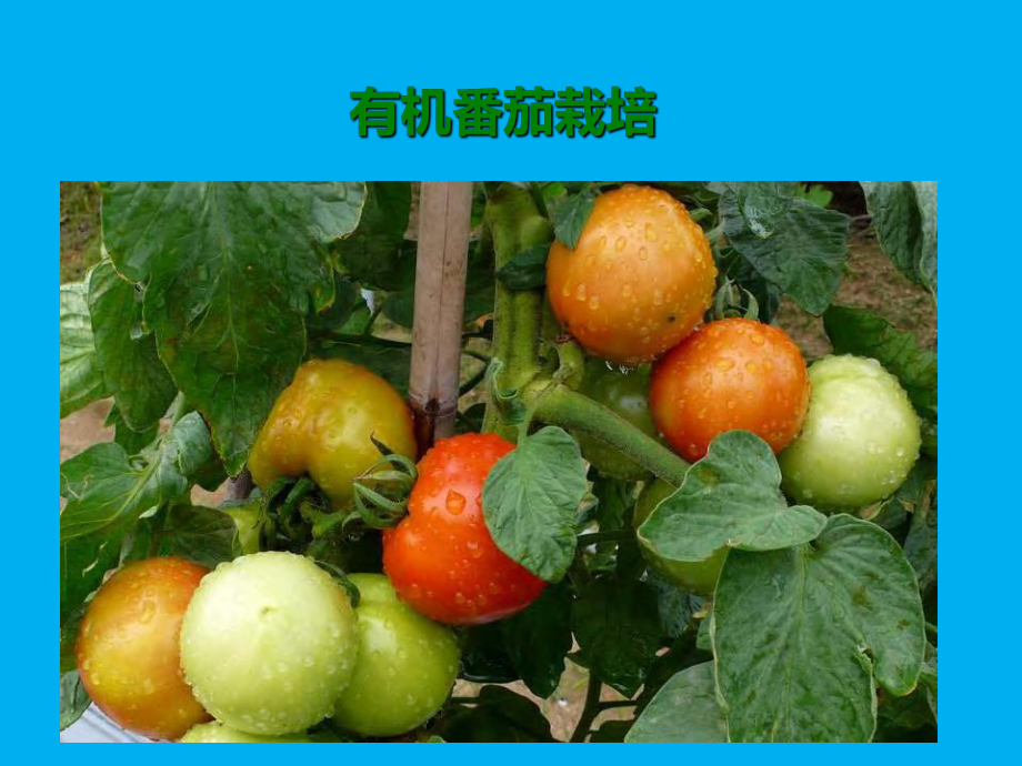 有机蔬菜：有机番茄栽培_第1页