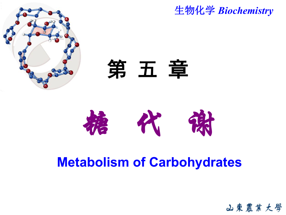 生物化學(xué)：Chapter 5 糖代謝_第1頁