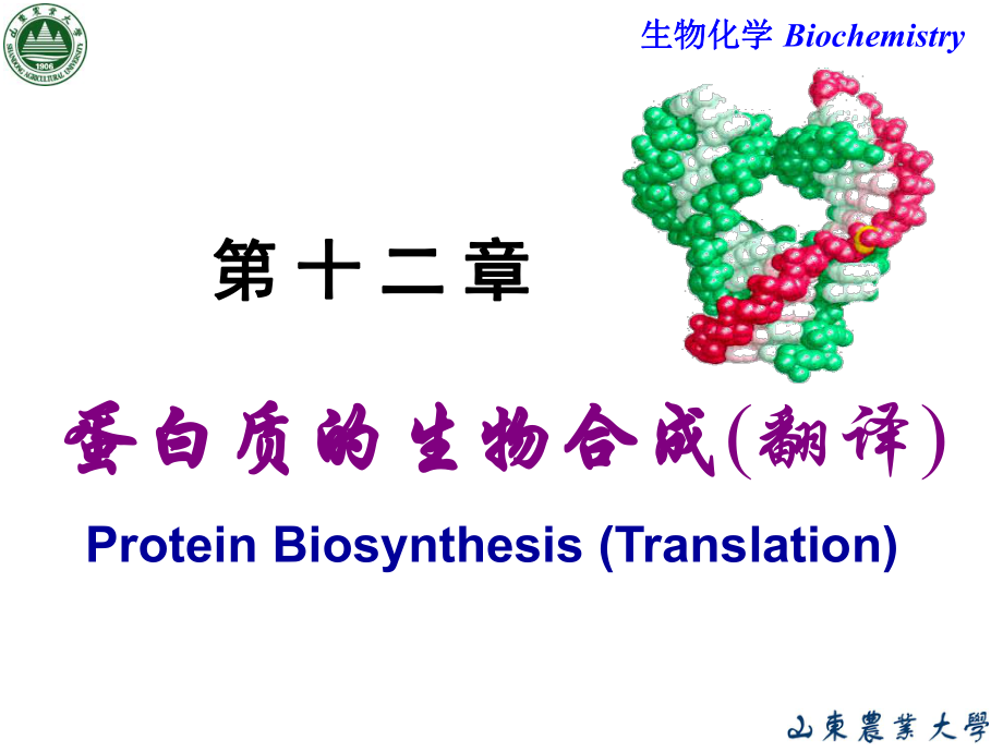 生物化學(xué)：Chapter 12 翻譯_第1頁