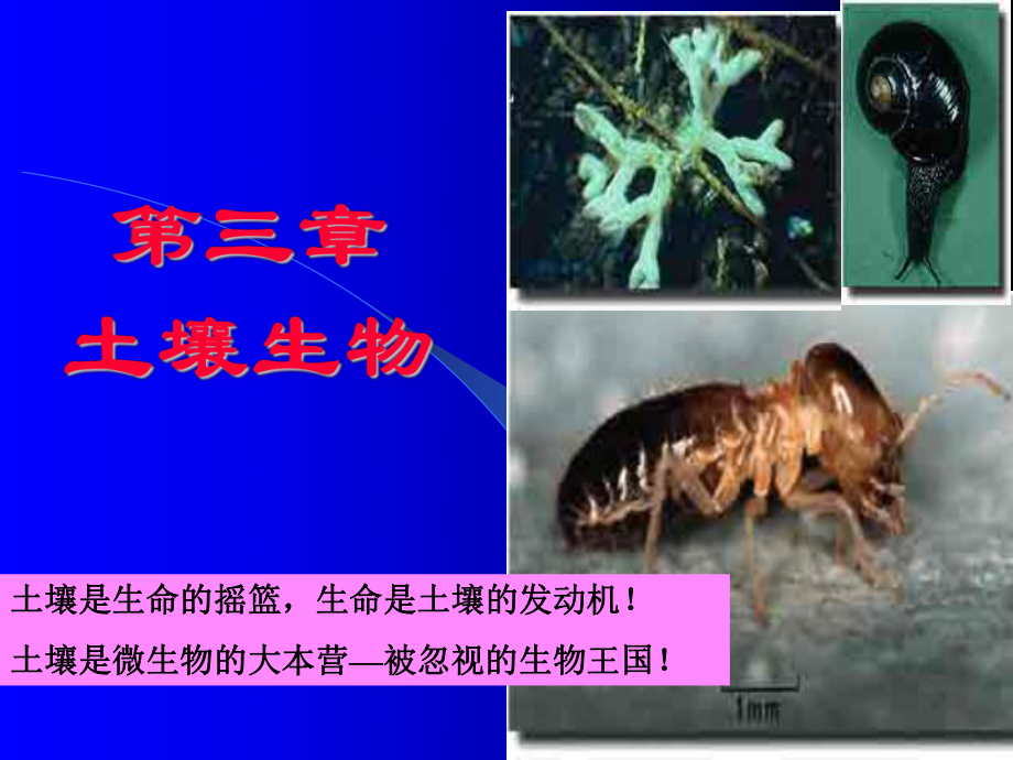 土壤學課件：4章 土壤生物_第1頁