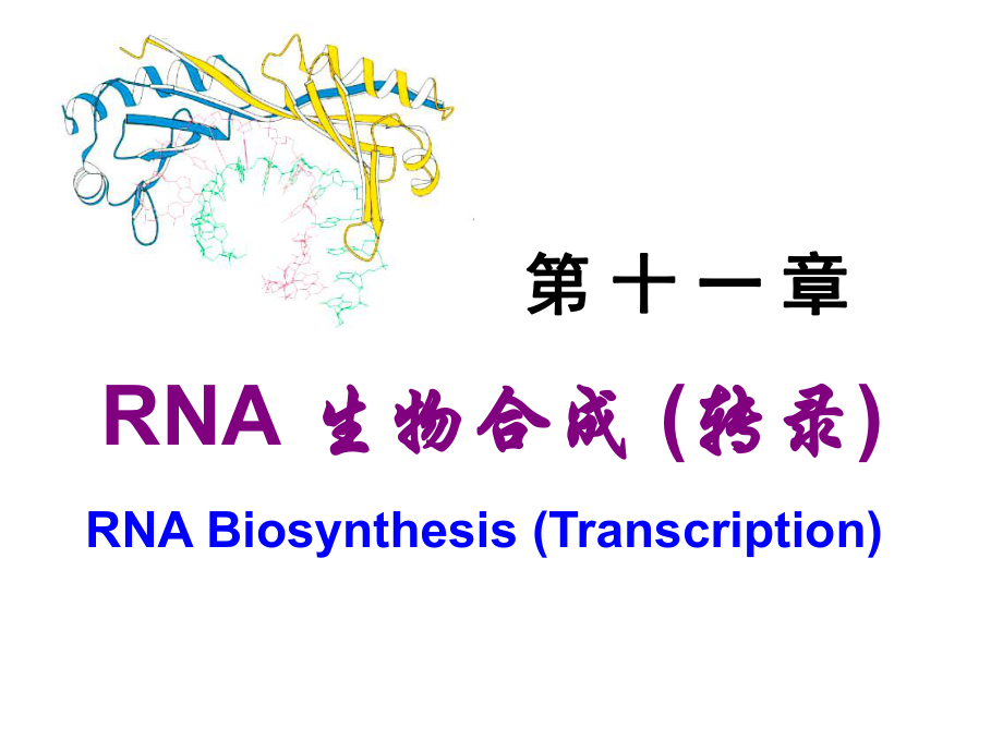 生物化學(xué)：Chapter 11 RNA生物合成_第1頁(yè)