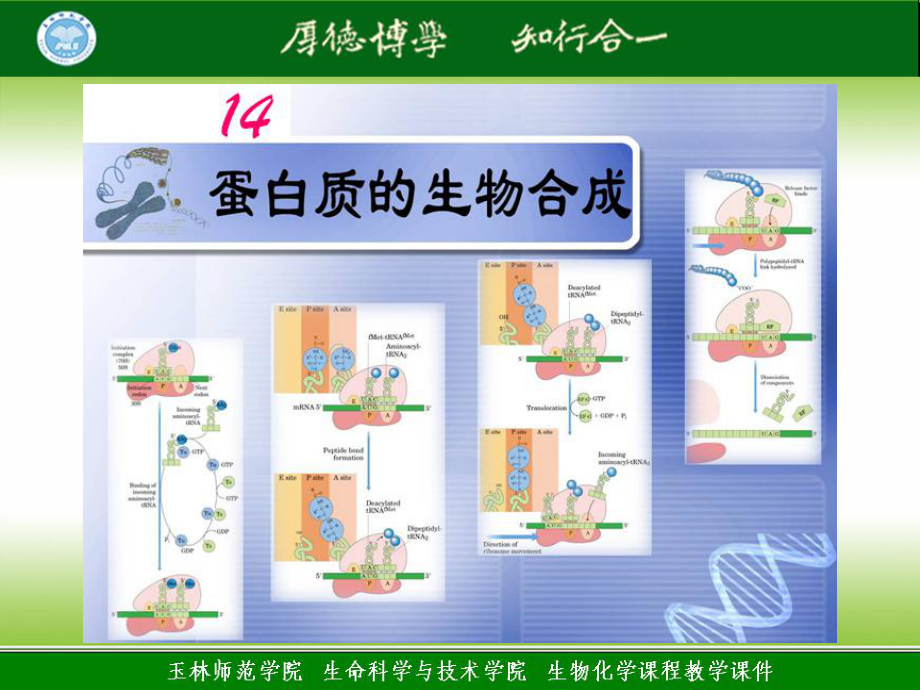 季期生化理論授課課件14 蛋白質的生物合成_第1頁