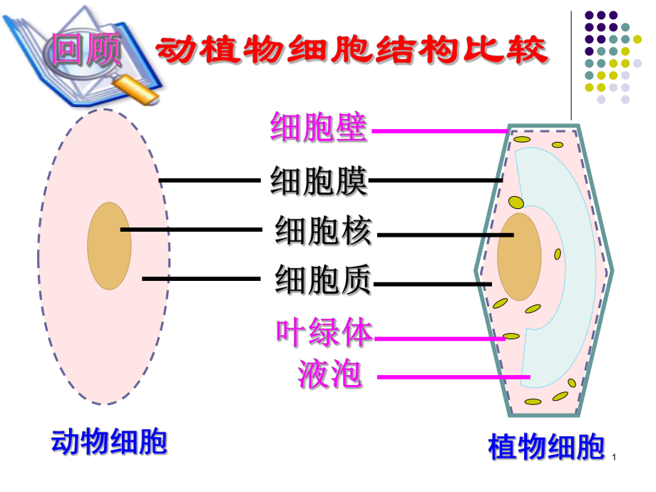 221细胞的生活ppt_第1页