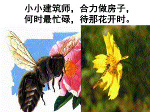 蜜蜂引路课件4