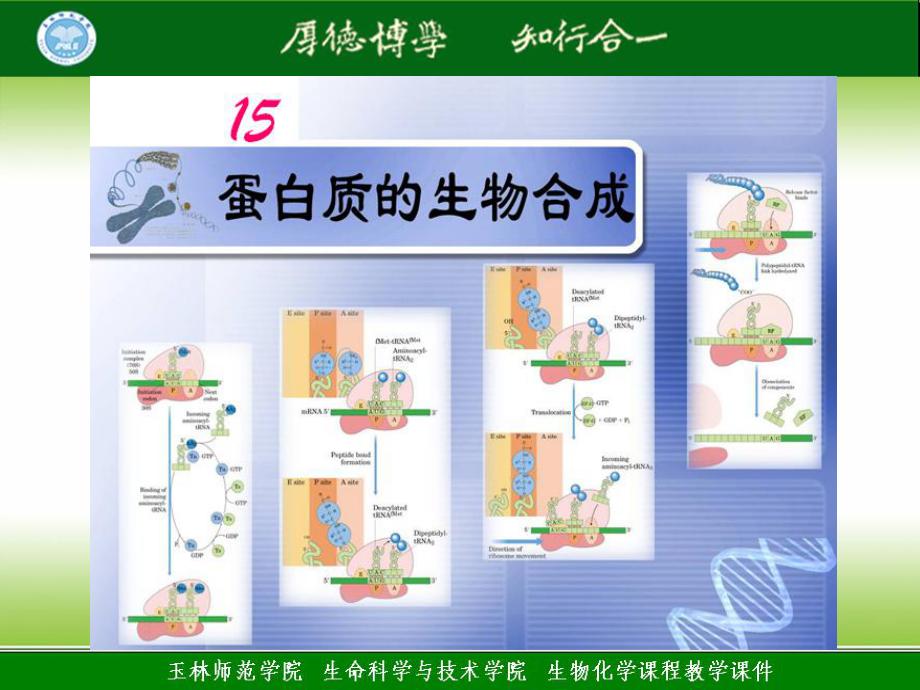 期 生化理論授課課件15 蛋白質(zhì)的生物合成_第1頁(yè)