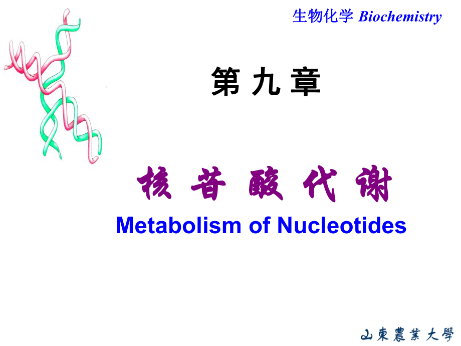 生物化學(xué)：Chapter 9 核苷酸代謝_第1頁