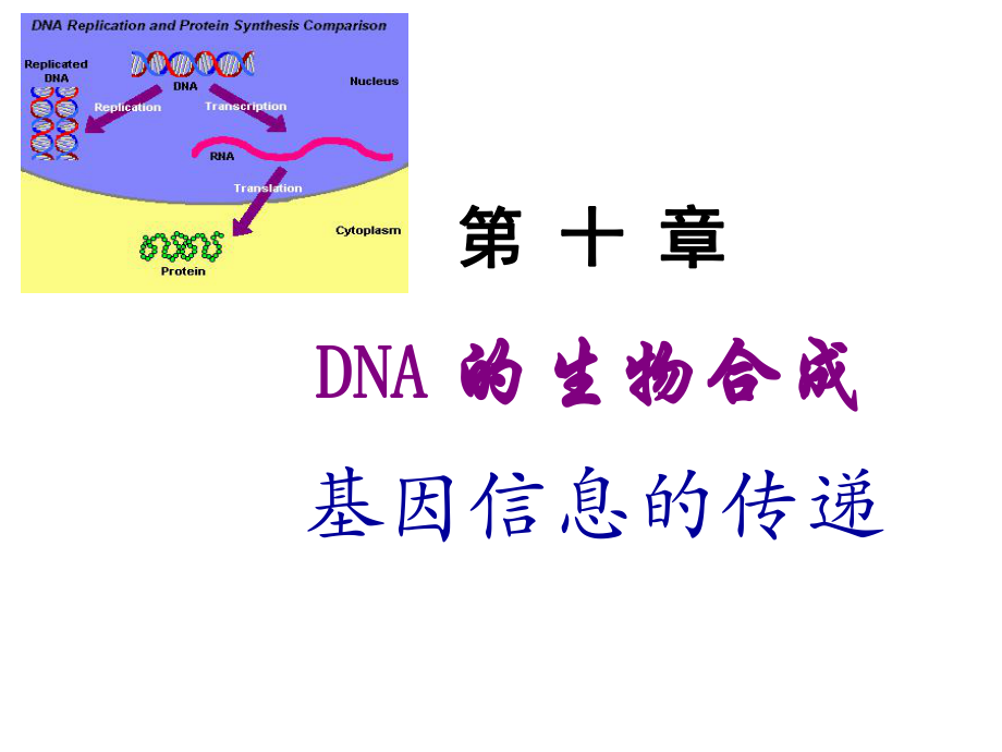 生物化學(xué)：Chapter 10 復(fù)制_第1頁