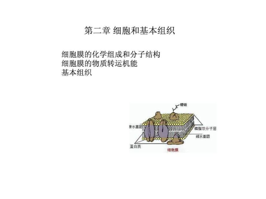 《人體解剖生理學》第二章 細胞和基本組織_第1頁