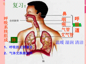 新人教版七年级生物下册三章第二节发生在肺内的气体交换课件