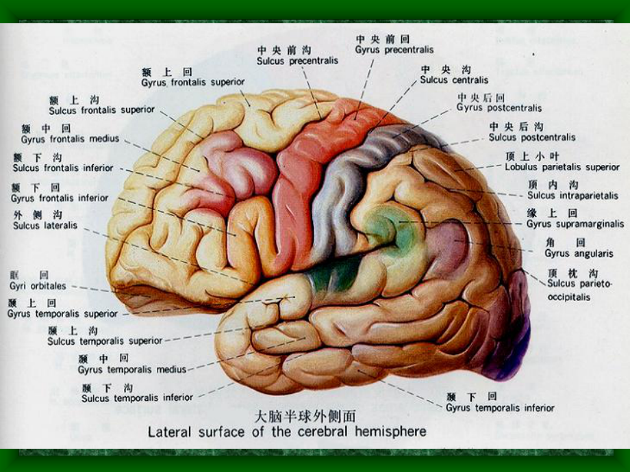 03头部连续矢状断层解剖及mri