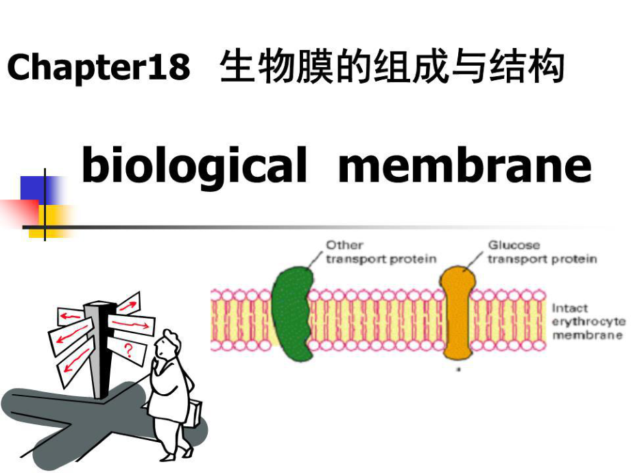 生物膜的组成与结构_第1页