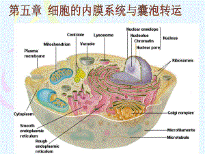 细胞的内膜系统与囊泡转运