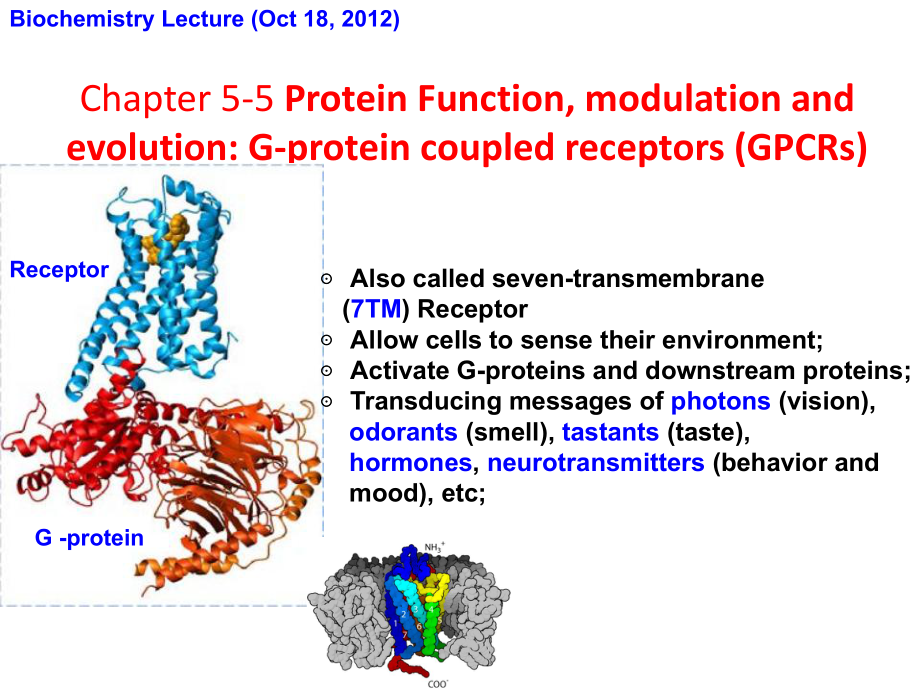 生物化学：Chapter 5-5 Protein function_第1页