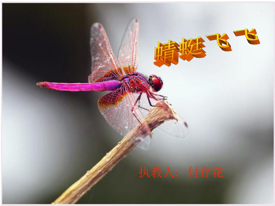 蜻蜓飞飞课件图片