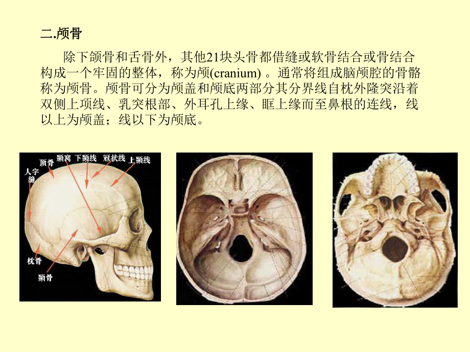 颅盖骨外板图片