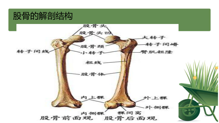 股骨颈是哪个位置图片图片