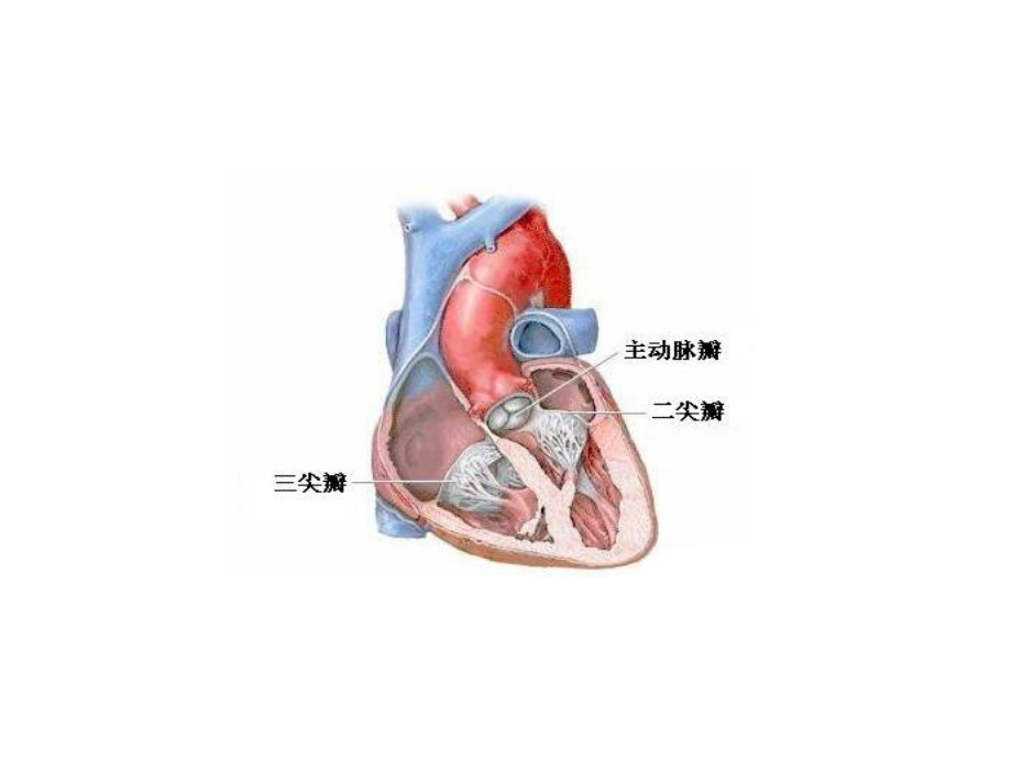 心脏瓣膜图形图片