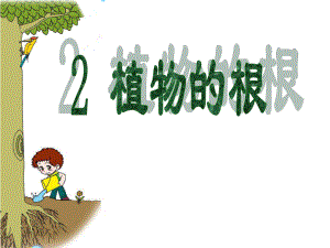 青岛版科学五四制四上第2课植物的根ppt课件3
