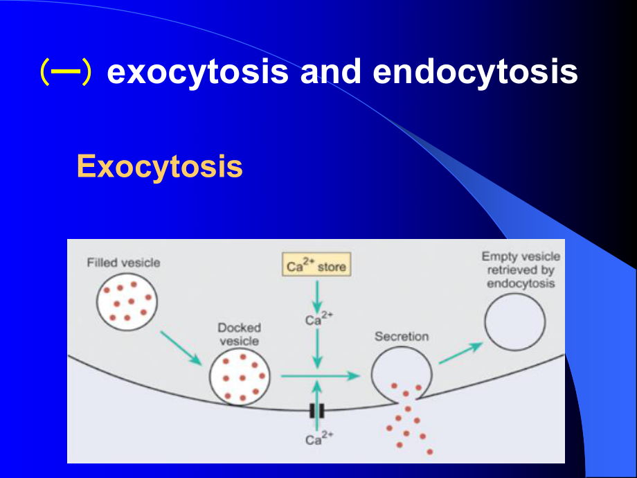 exoytosis and endocytosis课件_第1页