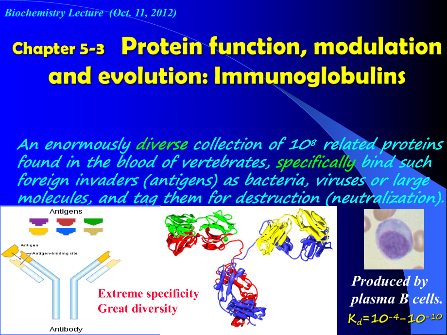 生物化學：Chapter 5-3 Protein Function, modulation and evolution_第1頁