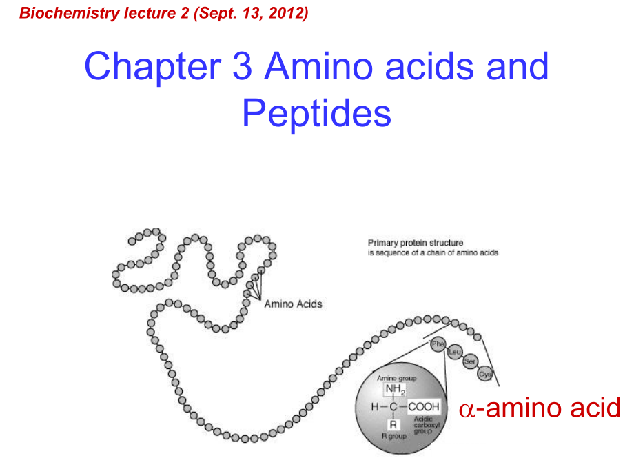 生物化學(xué)：Chapter 3 Amino acids and Peptides_第1頁(yè)