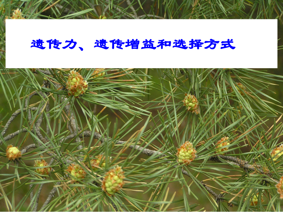 東北林業(yè)大學 林木育種學 遺傳力、遺傳增益和選擇方式_第1頁