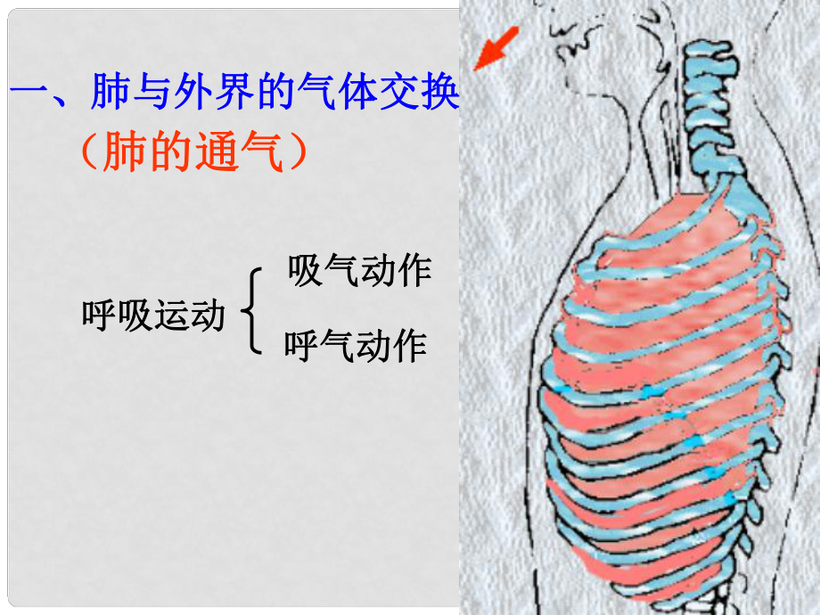 內(nèi)蒙古鄂爾多斯市達拉特旗七年級生物下冊 4.3.2發(fā)生在肺內(nèi)的氣體交換（第2課時）課件 （新版）新人教版_第1頁