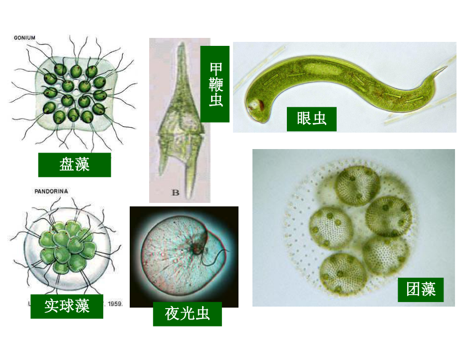 廣東省汕頭市七年級生物上冊 2.2.4 單細胞生物課件 （新版）新人教版_第1頁