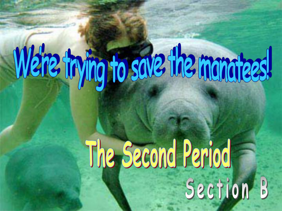 九年級(jí)英語(yǔ)Unit15 We're trying to save the manatees!課件_第1頁(yè)