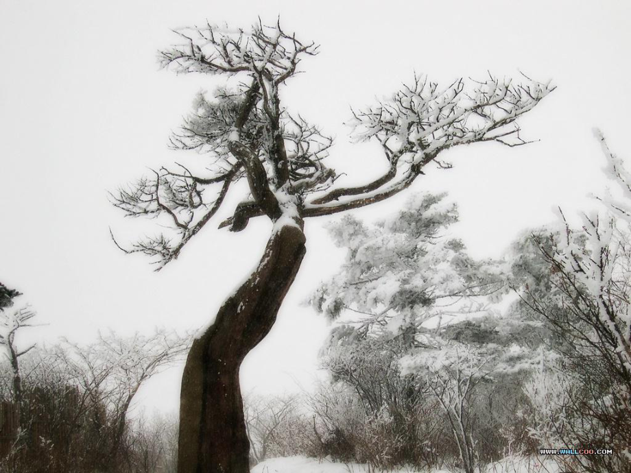 江蘇省無錫市八年級語文上冊 第18課 湖心亭看雪課件 蘇教版_第1頁