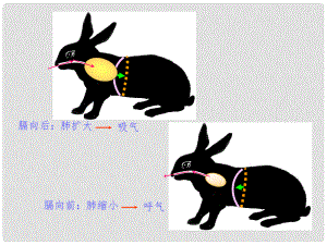 山東省肥城市湖屯鎮(zhèn)初級中學八年級生物《陸地生活的動物》課件