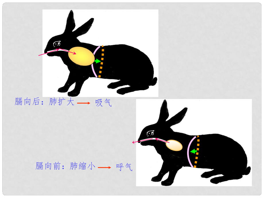 山東省肥城市湖屯鎮(zhèn)初級中學(xué)八年級生物《陸地生活的動物》課件_第1頁