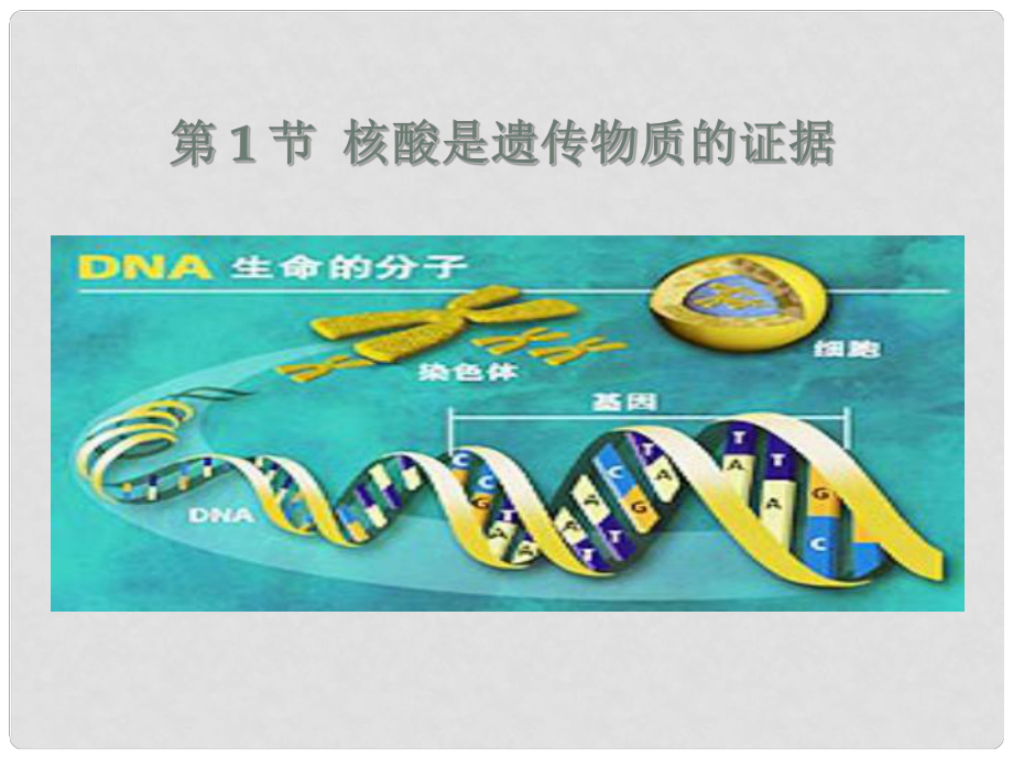 高中生物：第三章 遺傳的分子基礎(chǔ)— 核酸是遺傳物質(zhì)的證據(jù) 課件浙科版必修2_第1頁