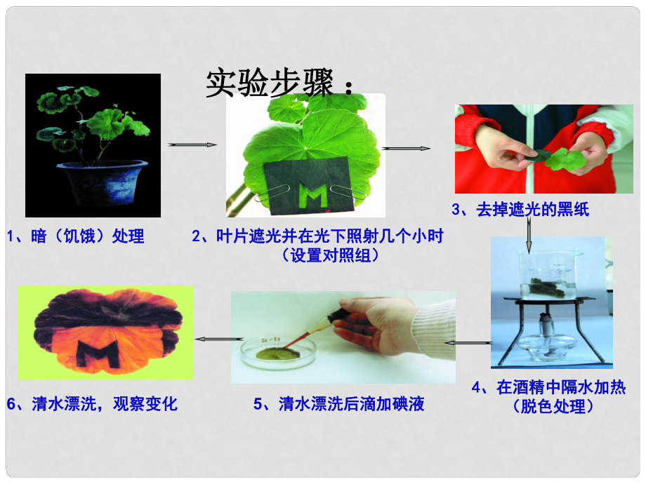 广东省佛山市中考生物 七上 光合作用和呼吸作用复习课件_第1页