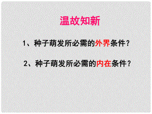 八年級(jí)生物上冊(cè) 第3單元 第1章 第3節(jié) 芽的發(fā)育課件 （新版）冀教版