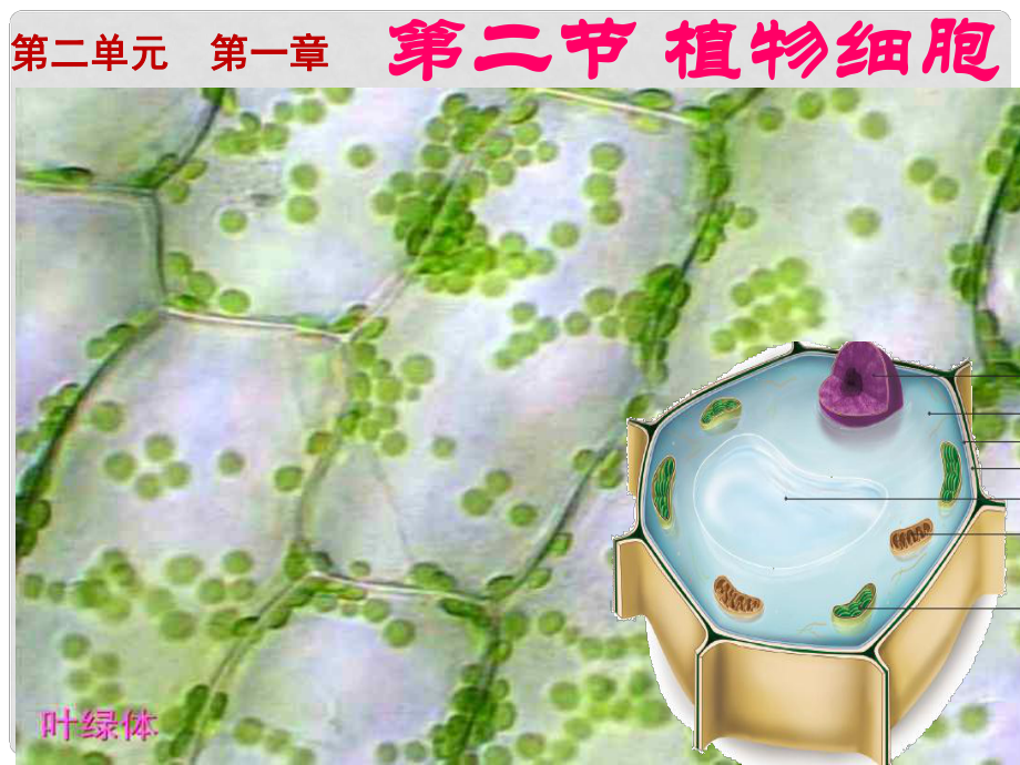 內(nèi)蒙古鄂爾多斯市七年級生物上冊 2.1.2 植物細胞課件 （新版）新人教版_第1頁