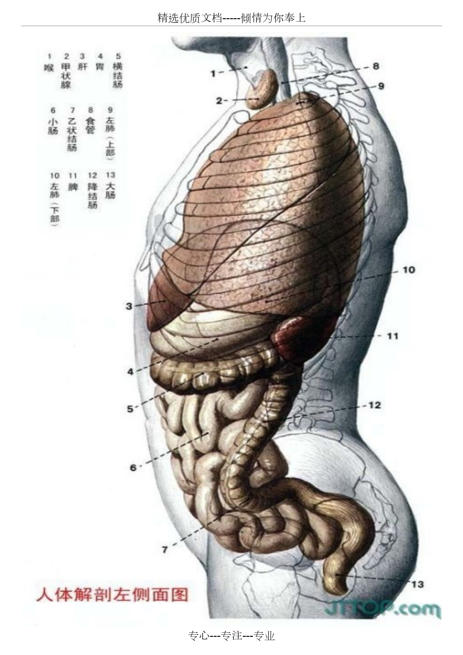正面人体解剖学图谱图片