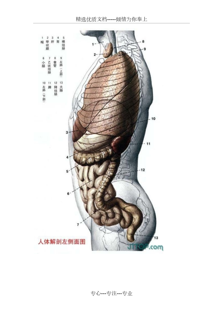 人体骨头分布图器官图片