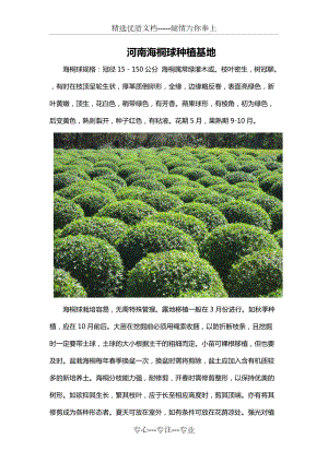 河南海桐球种植基地(共3页)