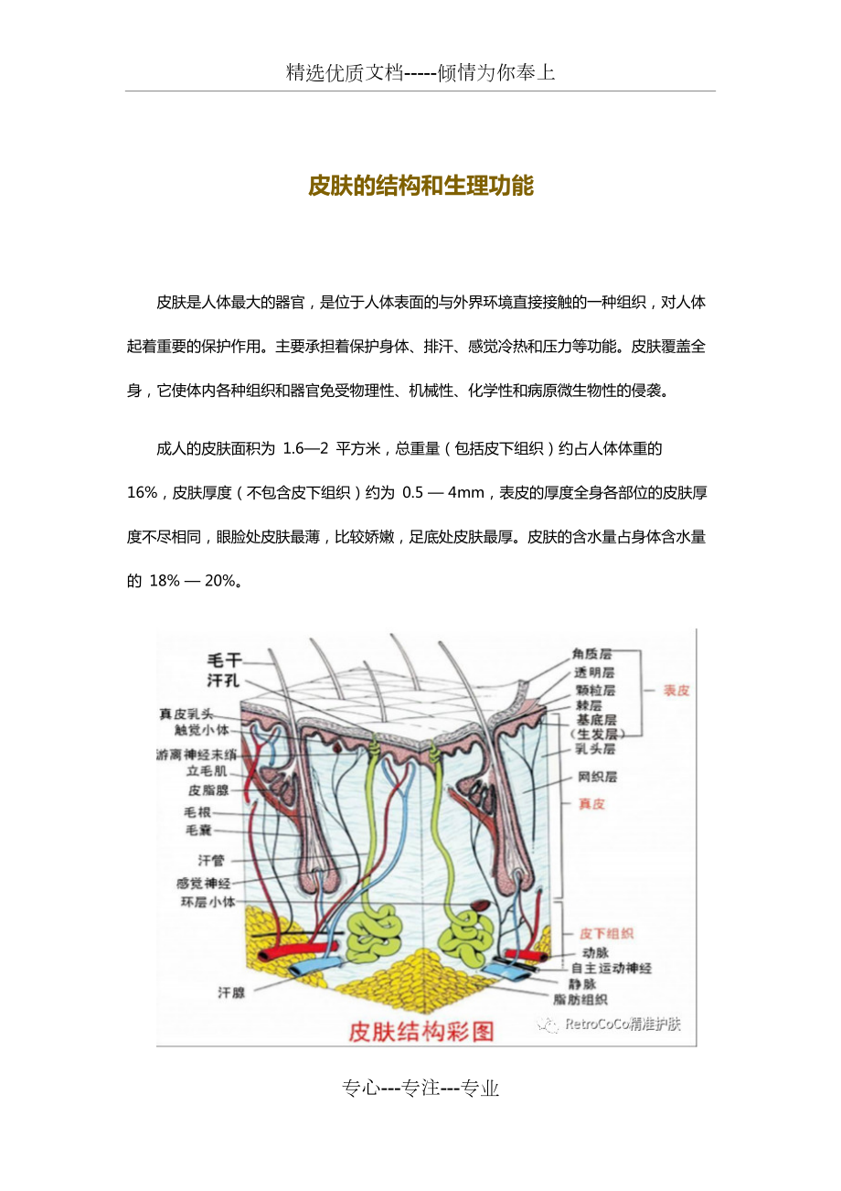 皮肤的结构和生理功能共7页