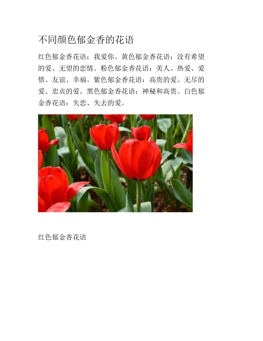 布朗尼郁金香花语图片