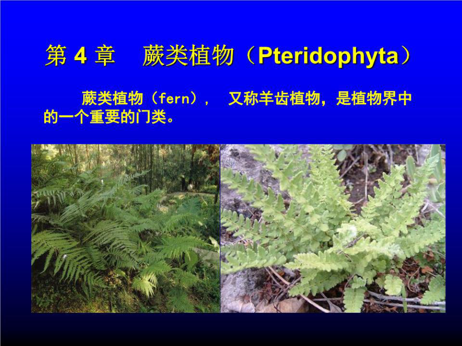 《蕨类植物》PPT课件.ppt_第1页