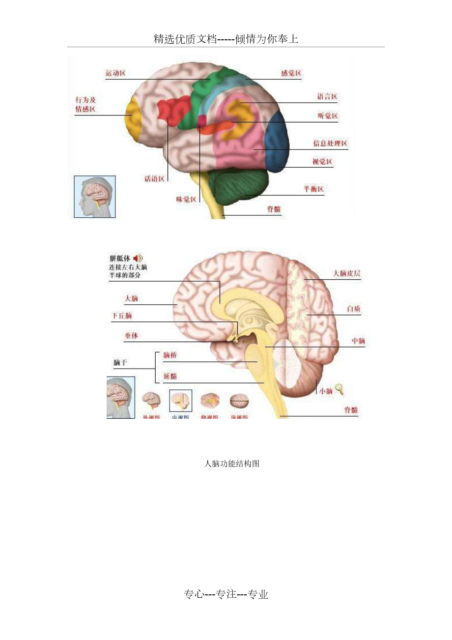 人脑功能结构图