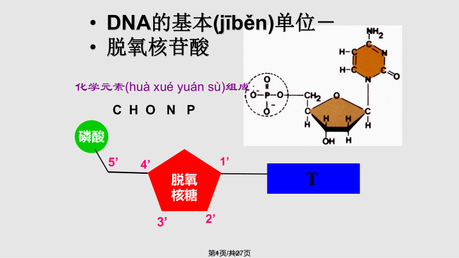 DNA的分子结构xxzw实用教案_第1页