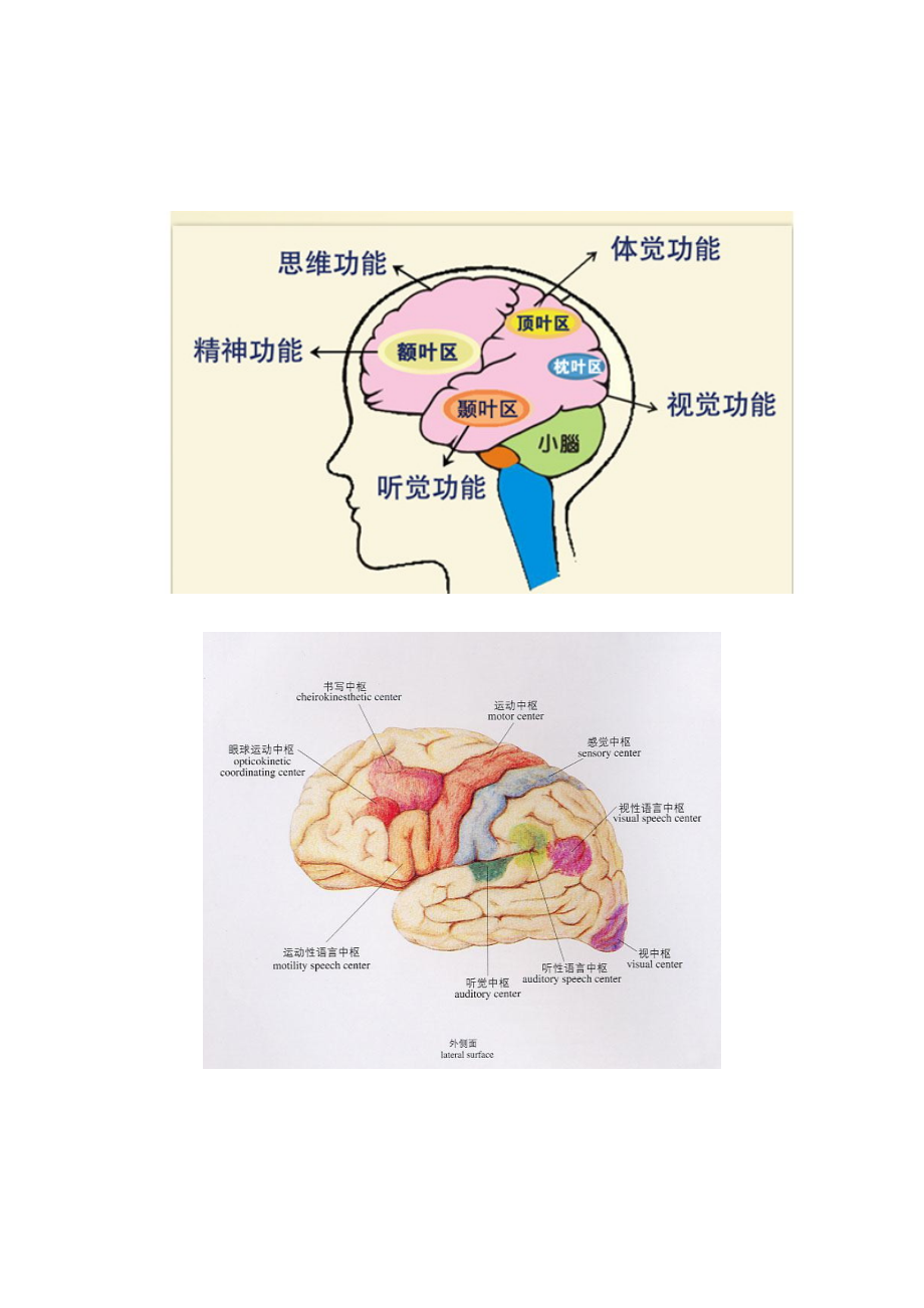 脑的结构与功能分布图图片