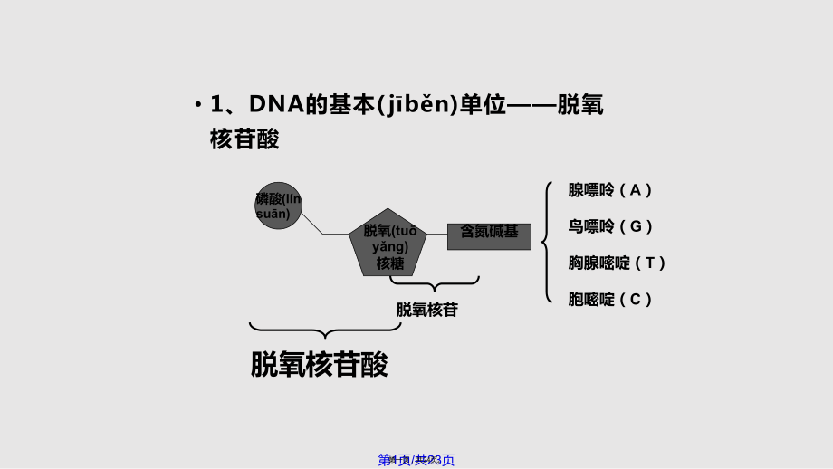 DNA的结构上课实用教案_第1页