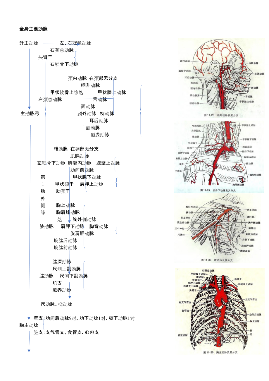 全身主要动脉分布及解剖图片_第1页